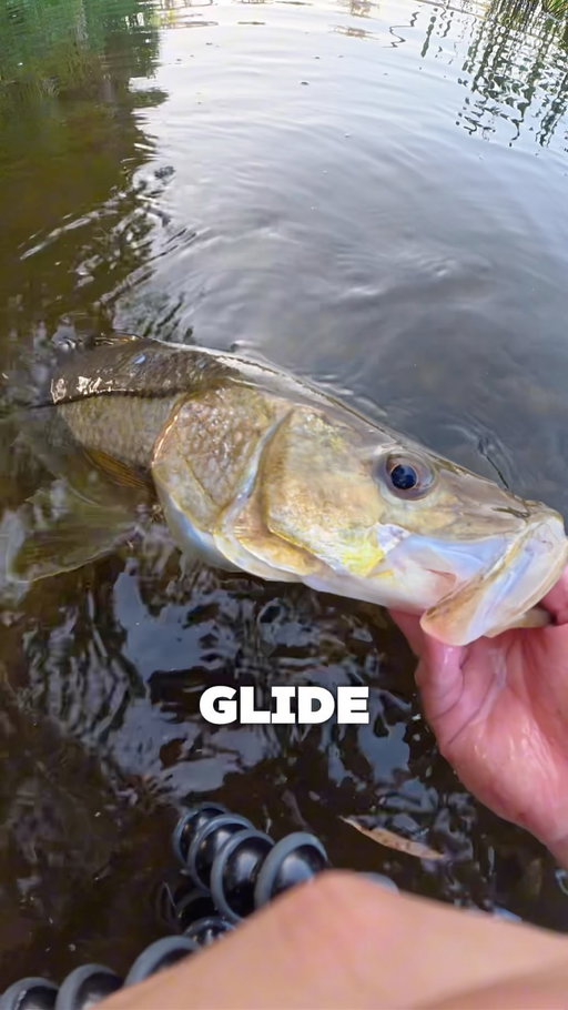 CATCHING SNOOK ON A GLIDEBAIT⁉️ @yorkcasting_co 

•
•

CLICK THE LINK IN MY BIO‼️

•
•

#fishing #snookfishing #snook #swimbait #glidebait
