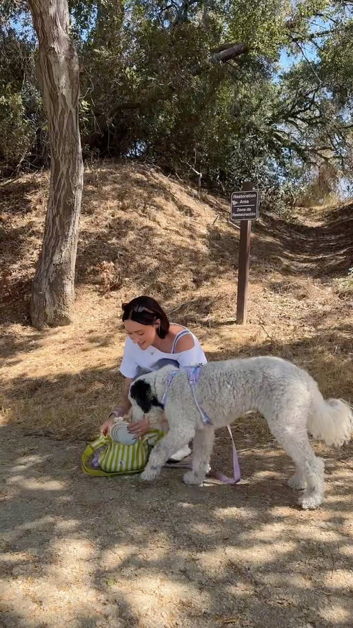 #ad Comet is ready for all her summer hikes thanks to @petco 💛 #petco #sheepadoodle #summervibes
