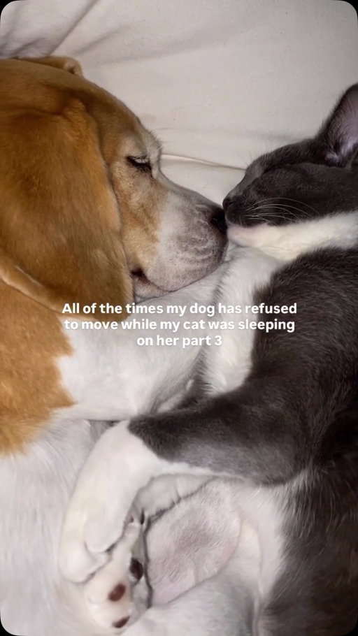 obsessed with them 🤩🐶🐱 @thebeagleandthebun #cute #catsanddogs