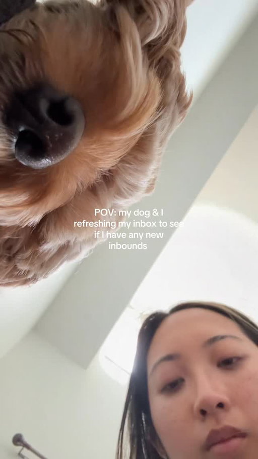 maple is currently accepting emails, brand deals, & treats 🦴 #ugc #contentcreator #cockapoo #lifestyle #tech