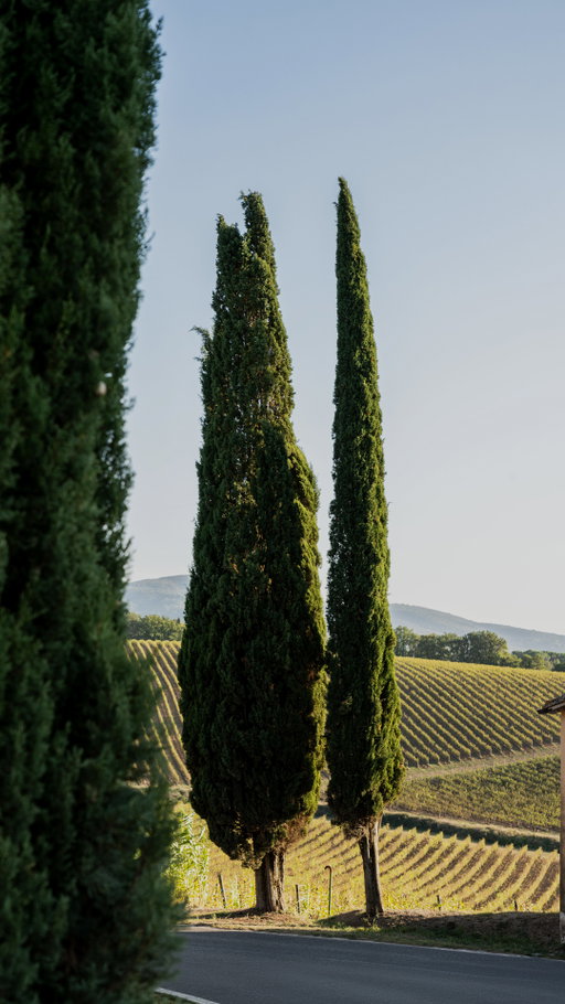 La Solatìa Estate is a conversation between time and earth.

In Monteriggioni, near Siena, where an ancient sea once lay, the land preserves its geological history in every layer of soil. Fossils speak of what was, sun and microclimate speak of what is. A modern cellar listens to both.

The result: a place that generates wines, different from one another, but unmistakably rooted in the same terroir.

This is La Solatìa.

Discover → link in bio.

•

La Tenuta La Solatìa è un dialogo tra il tempo e la terra.

A Monteriggioni, vicino a Siena, dove un tempo si estendeva un antico mare, il territorio conserva la sua storia geologica in ogni strato del suolo. I fossili raccontano ciò che è stato, il sole e il microclima raccontano ciò che è. Una cantina moderna ascolta entrambi.

Il risultato: un luogo che genera vini diversi l'uno dall'altro, ma inconfondibilmente radicati nello stesso terroir.

Questa è La Solatìa.

Scoprila → link in bio.

#Ruffino1877 #LaSolatìa