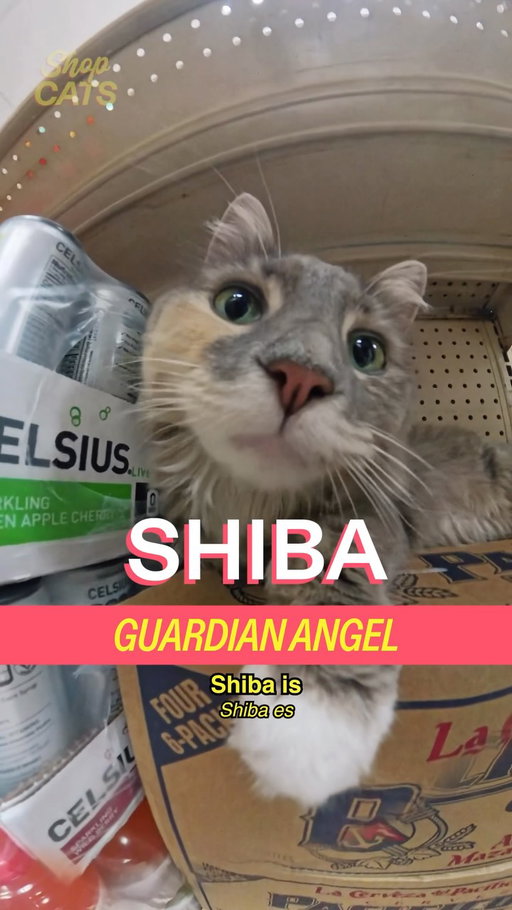 Meet Shiba in Astoria.