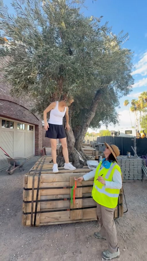 To us, the outside of our new home was just as important as the inside. Watching these ancient olive trees soar over the roof of the home we’re building for gathering, celebrating and lingering, long dinners felt surreal. In just a few hours, empty dirt became the beginning of a place where friends and family will someday share meals beneath their branches. I can’t wait for my first dinner beneath the Olive Grove!
.
.
.
#landscapedesign #outdoordining #gardeninspiration #europeaninspired #olivegrove