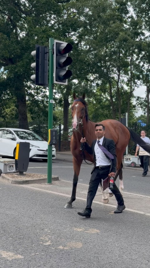 Ombudsman looking ready for another gallop round after his Prince Of Wales’s Stakes victory 😮‍💨

Could he go back-to-back in the Juddmonte International too 👀