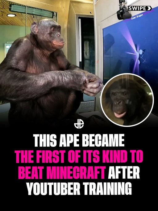 In 2024, YouTuber ChrisDaCow partnered with the Ape Initiative to teach Kanzi, a brilliant bonobo, how to navigate, manage an inventory, and select tools via a specialized touchscreen setup. After months of tracking mechanics and cognitive enrichment training, Kanzi officially took down the Ender Dragon, becoming the first ape in history to beat the game. 🏆

🎥 @chrisdacow
