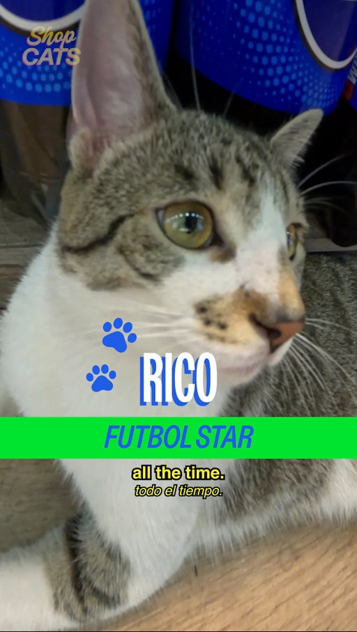Meet Rico in Clinton Hill.

This bodega cat and @michelladonna are getting ready to get some SNACKS to watch fútbol this summer. Looks like @doordash is hooking them up with some sweet deals during Summer of DashPass! #DoorDashPartner
