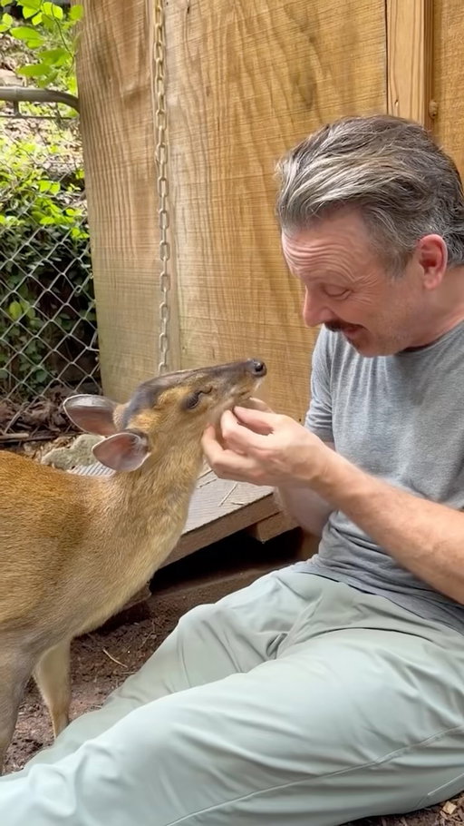The muntjac is one of the smallest deer in the world.

My friend here, Calamity Jane, who you can visit at NOGAWILD in Georgia, will lick you the second you stop petting her. I don’t know if that’s common with the species, or just a her-thing!

Native to Southeast Asia, muntjacs are known as the “barking deer” because they sound more like dogs than deer when they’re alarmed. Males even have tiny tusks, but this gal doesn’t.

About the size of a medium dog, they’re surprisingly bold despite their small stature and spend much of their lives hidden in dense forests.

#muntjac #barkingdeer #weirdanimals #animalfacts #naturelovers