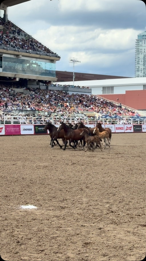 The next generation of bucking horses getting acquainted with the big stage 🤝

The Born to Buck™ presented by Holt Renfrew mares & foals are on display each day at the Calgary Stampede Rodeo!