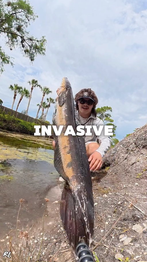 CATCHING INVASIVE SPECIES⁉️

•
•

#fishing #snakehead #invasivespecies #invasive #florida