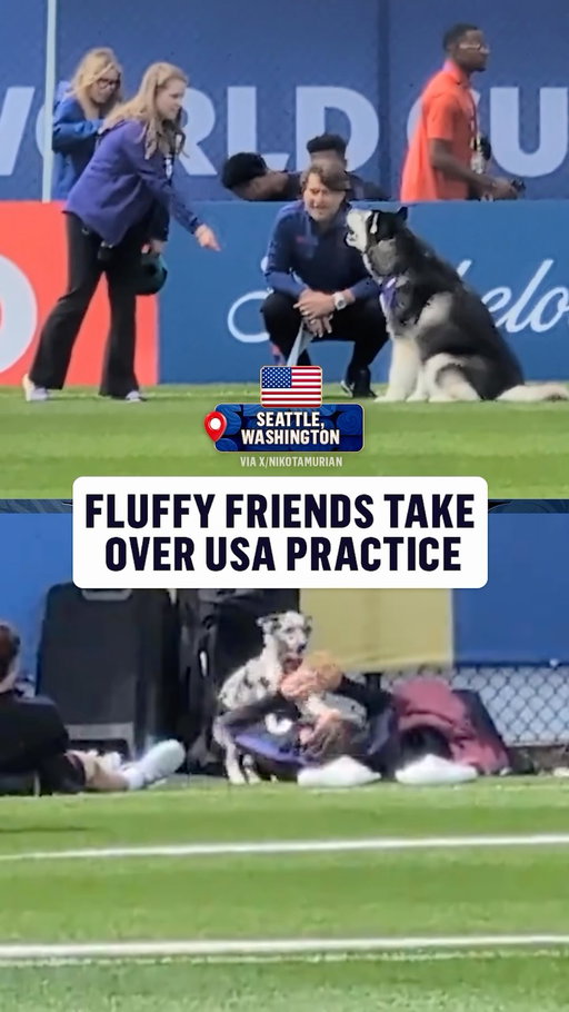 Vibes are high at @USMNT practice as @uwathletics mascot, @dubs_uw, and other fluffy friends have fun with the team

(via X/NikoTamurian)