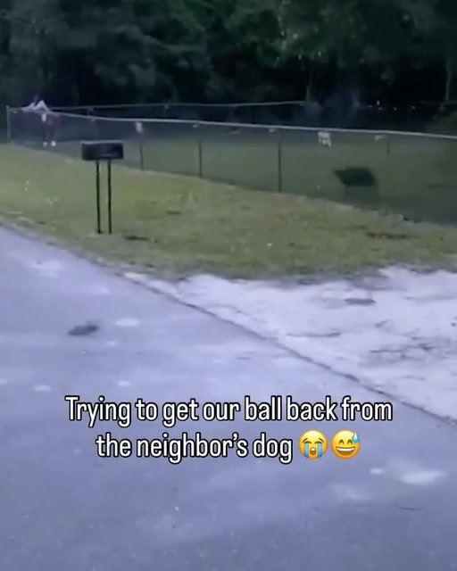 Dog lowkey just wanted to play too. 😂😭 (via @drolabrokeass)