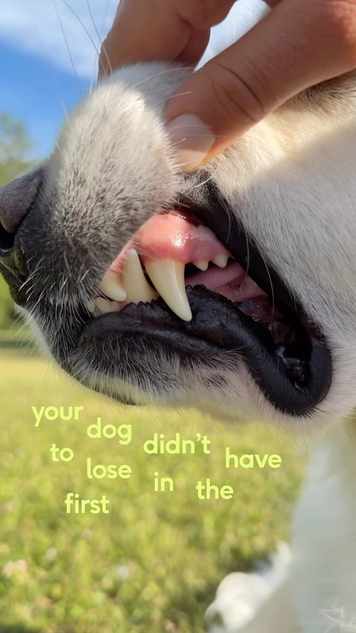 save your dogs teeth, skip the tennis ball 🎾 

if you’re looking for extra support for your dogs dental health, head to the link in our bio 🛍️