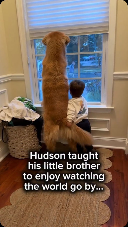 It will always be Hudson’s window. The view just may look a little different ❤️🐾 @hudsonbegood