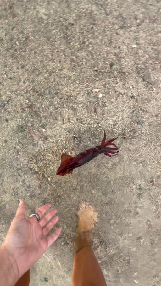 The craziest beach rescue