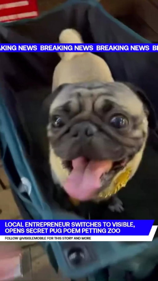 Stopped worrying about wireless service. Started a secret pug poem petting zoo.