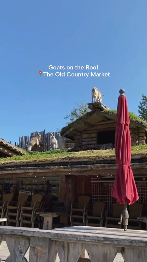 An iconic roadside stop you can’t miss on Vancouver Island: @goatsontheroof 🐐 
The Old Country Market has been an island landmark for over 50 years. What started as a humble roadside produce stand has grown into a Coombs classic filled with gifts, groceries, great food, and yes… goats grazing on the roof!

Credit: @chinnu_gagarin 

#exploreBC #TheInfiniteCoast