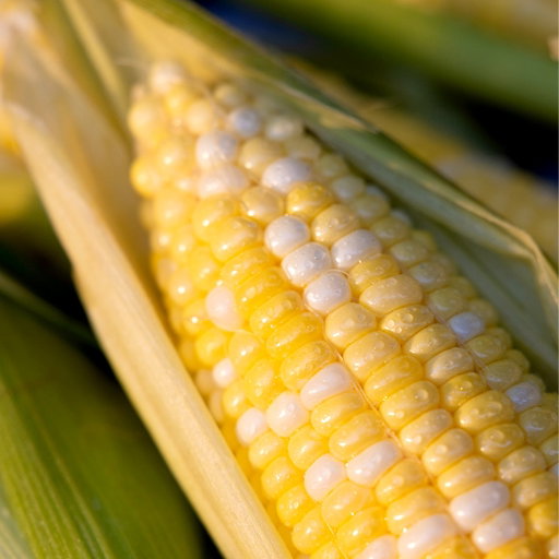 ⭐🌽 Summer on the Cob
Naturally sweet and full of fresh flavor, sweet corn is one of summer's simplest pleasures. Grill it, roast it, or boil it—then finish with butter, olive oil, herbs, or a squeeze of lime.

Pick up a few ears on your next visit.

#UnionMarketNYC #UnionMarketNYCEats #UnionMarketNYCSeasonal #GoodFoodMatters #SweetCorn #JerseyFresh #EatSeasonal #SummerProduce #EatWithCare