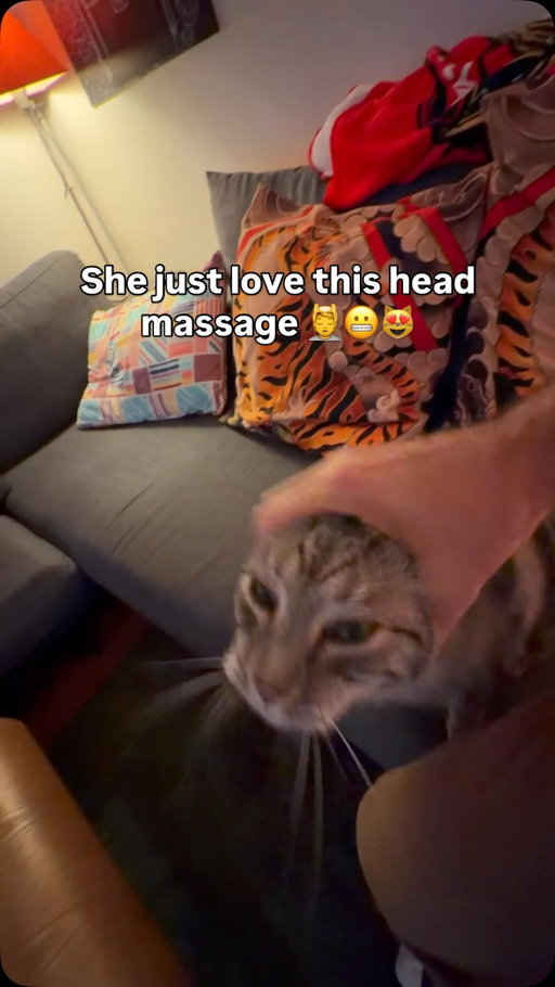 You had to do it non stop 😬

(Via: collab )

#fluffy #pets #cats