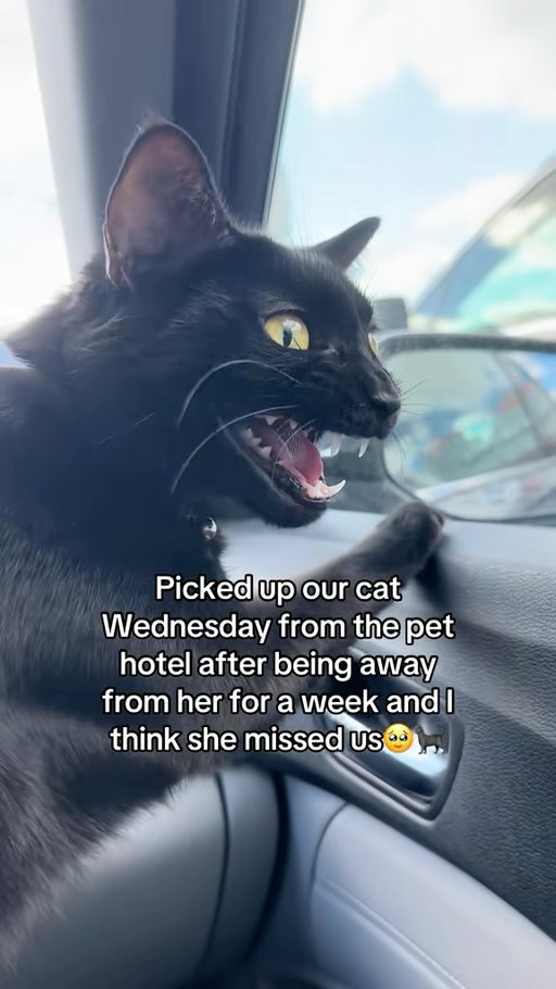 She had a lot to say on the car ride home😹

“WHERE HAVE YOU BEEN?!?! Beds empty! No note! Car gone! You could have died!” 

Is your cat chatty? 🐈‍⬛ @wednesdaytheblackkitty 

#blackcatsofinstagram #meowing #weasley #viral