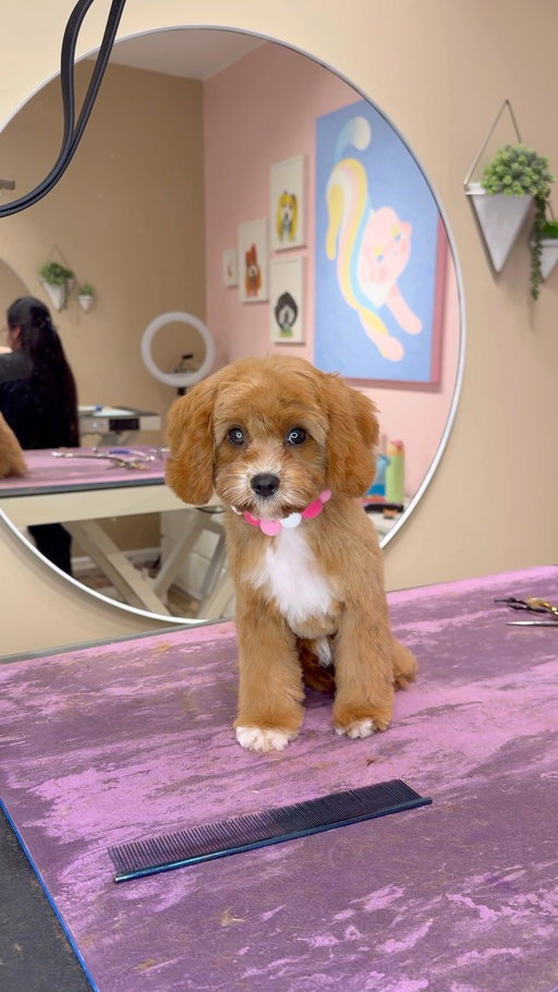 An air fried chicken nugget
.
#dogs #doggrooming #dogsbylogan