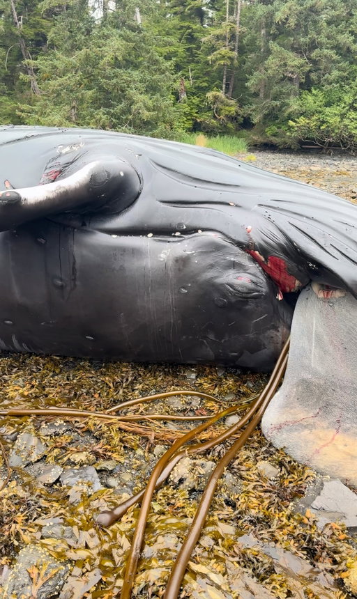 When @akmoosie and her dad came across a dead humpback whale, they reported it to NOAA. Later, she joined the stranding response team for the necropsy, where she helped collect samples, including removing one of the whale's eyes for examination.

NOAA stranding response conducted under NOAA SA-AKR-2023-02.