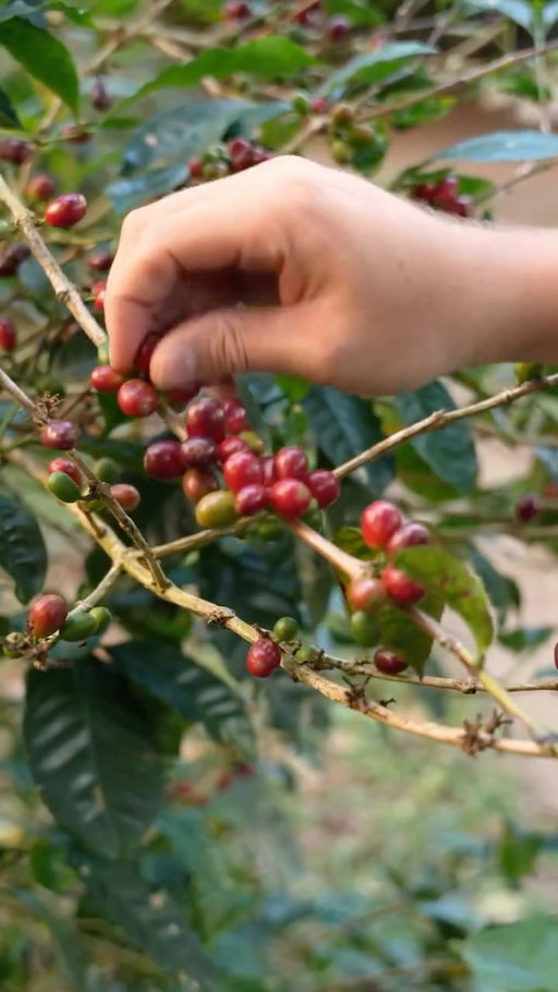 Let’s harvest some coffee ☕️
