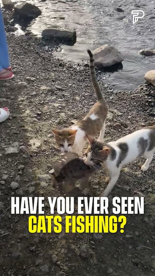 Stray cats at the waterline in Fujairah, United Arab Emirates, have worked out that the easiest fishing spot is wherever people toss fish food...

(@raushan_dubai via ViralHog)

#cats