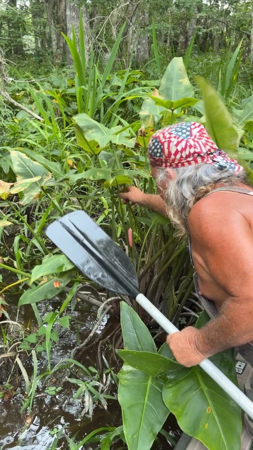 Getting rid of invasive apple snail eggs. #invasivespecies