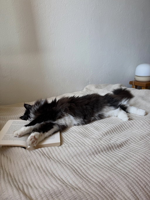 consider this your warning that i might become one of those people that posts books

because wow i’d forgotten how much i loved reading

p.s. i hope your reading buddy is more helpful than mine who just likes to sleep on whatever it is i’m reading
p.p.s. please help me pick my next read 🕊️