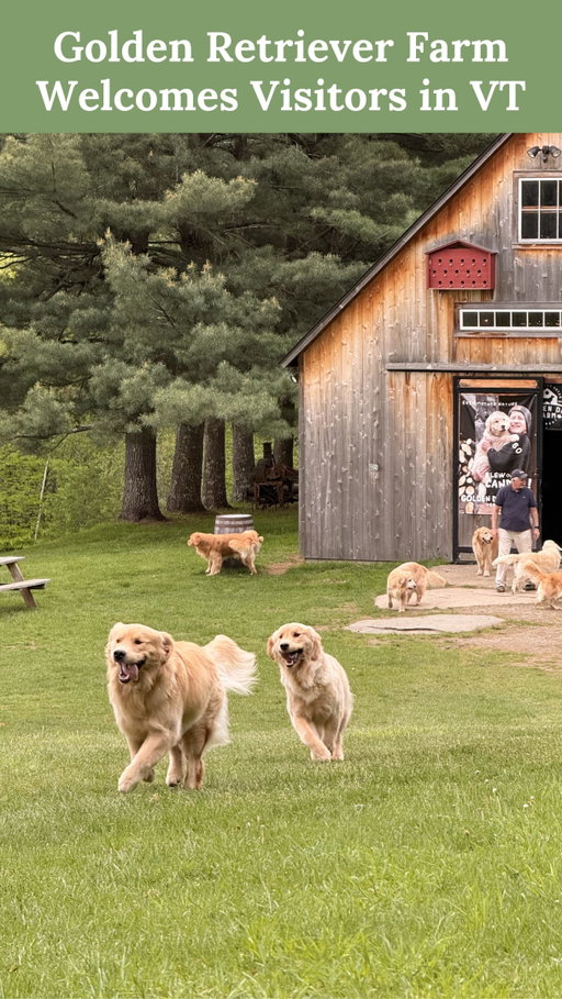 Finally visited the famous Goldens in Vermont!

I got a text from my friend in the group chat who told us that she panic bought $187 pp tickets to drink wine with the dogs at @goldendogfarmvt 😹🍷 this was a special event thing that they hosted (there are less expensive options) but it was the only way for us to visit that worked with our schedule lol and of course we all agreed that we must do it. And sure it was wildly expensive but so is therapy if you’re paying out of pocket and so are designer bags and so is a ticket to see Noah Kahan so 🤷‍♀️ 

The dogs part of the experience are from multiple different families and the wine is made by the humans who own the farm! They’re located sort of near Stowe, VT (up and over the mountain road (which closes as soon as it gets snowy/icy/too cold)). It was special. Thank you @katiethegreaty for panic buying. 💚