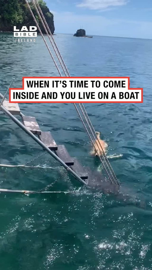This dog is living my dream life 🥲⁠
⁠
🎥 derekgrenada⁠
⁠
#Ireland #irish #trending #irishhumour #animals
