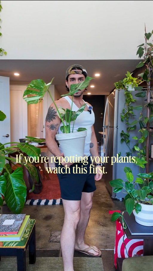 A little extra care goes a long way. 🌿

Repotting is one of the easiest ways to help your plants thrive, and these simple tips make all the difference. Here’s exactly how I do it.

Save this for your next plant day, and follow along for more home inspiration, design ideas, and plant care.

#homeinspiration 
#interiordesign 
#apartmenttherapy 
#plantparents 
#homestyling 

houseplants, indoor plants, plant styling, home styling, apartment decor, apartment inspiration, cozy home, elevated home, interior styling, home inspiration, plant decor, urban jungle, decorating ideas, small space design, collected home, maximalist decor, homebody, living space, home refresh, design tips