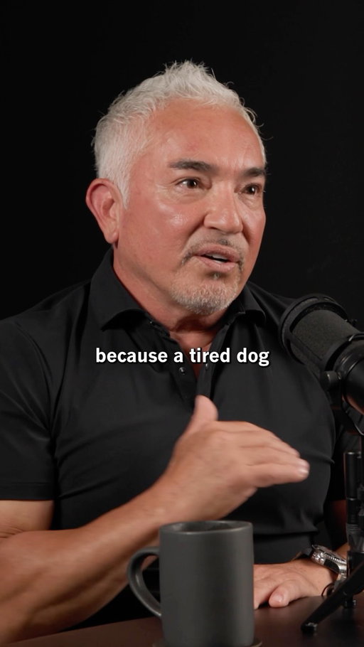 MOST DOGS NEED FAR MORE EXERCISE THAN THEY CURRENTLY ARE GETTING TO BE HAPPY & HEALTHY •
-
Cesar Milan aka the Dog Whisperer was my guest on the recent Huberman Lab podcast. 

Most people do not walk their dogs enough and it causes their dogs to be anxious and unhealthy much of the time. 
Most dogs need at least 30 min brisk walks (and up to 60 min or more) twice per day every day. Some breeds need far more. 

Tiring out your dog is so crucial to their wellbeing. The daily walks are of course also good for you. People often ask me if the morning sunlight viewing I always talk about for humans pertains to animals too and the short answer is yes: absolutely — same neurons in the eyes and brain govern the improved mood and sleep that morning sun viewing triggers.

I raised both my bulldog-mastiffs (and pit) mutts using Cesar’s methods and they worked terrifically well both times… and that is a stubborn (and in the case of Strummer, my second dog also super energetic) breed.

The 2, 45-60 min structured walks per day were/are what  is needed and often a good 4mike hike on the weekend and mid week too. 

People debate dog training methods but to my knowledge, everyone agrees that dogs need exercise. Also, the vets I consulted (I have one in my family!) confirmed most people just don’t exercise their dogs nearly enough. 

The episode with Cesar covers: selecting the right dog, setting your energy to lead your dog, knowing how much to exercise your dog, fixing behavioral issues, and much more. 

You can find it at Hubermanlab.com 

Please put questions below and thank you for your interest in science!
 
@stanford.med @stanford @cesarsway 
#neuroscience #science #ciencia #neurociencia