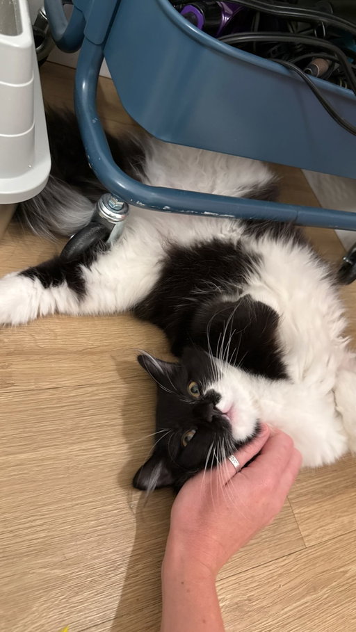 Now we both aren’t alone #kitten #siberiancat #depression #mentalhealth