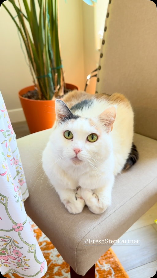 New house, same litter – you guessed it! 😻💎🐾

Check out @freshstep and enhance your furrever home! 🏡💙✨

#JunieBSkis #Litter #FreshStep #Cats #FreshStepPartner