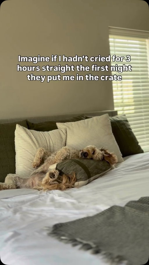 This is your sign to never give up on your dreams @hudsondoodlebear 😍🐾🤍