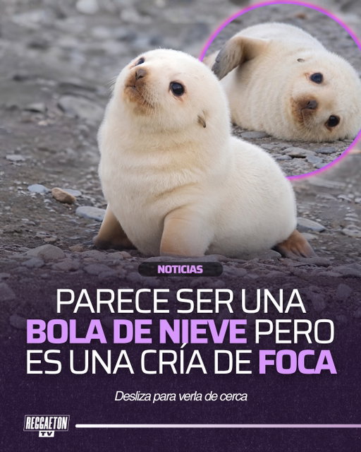 Las crías de foca blanca son consideradas por muchos como uno de los animales más tiernos del Ártico. Durante sus primeras semanas de vida, su espeso pelaje blanco les ayuda a conservar el calor mientras permanecen sobre el hielo antes de aprender a nadar.

Lo curioso es que, al crecer, pierden ese característico pelaje blanco y desarrollan uno más corto y resistente, adaptado para la vida en las frías aguas del océano Ártico.
.
Sigue a @reggaetontv para más contenido‼️