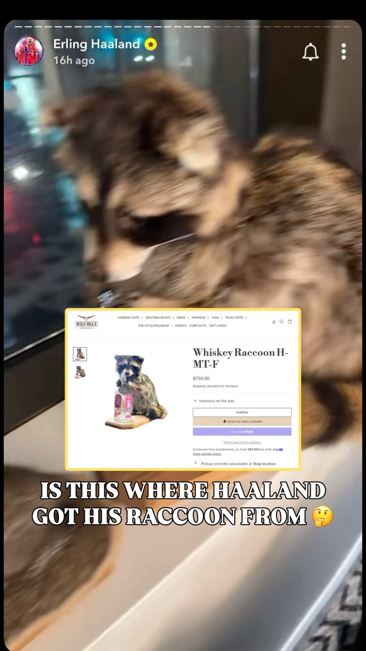 Erling Haaland was spotted getting off a plane on Monday with a taxidermy raccoon holding a liquor bottle, and internet sleuths immediately began to track down where the Norwegian trucker may have found it.

All signs point to Haaland buying it while visiting Wild Bill’s Western Store in Dallas, and an old Snapchat video from earlier this month backs up the claim.

🎥: @erling