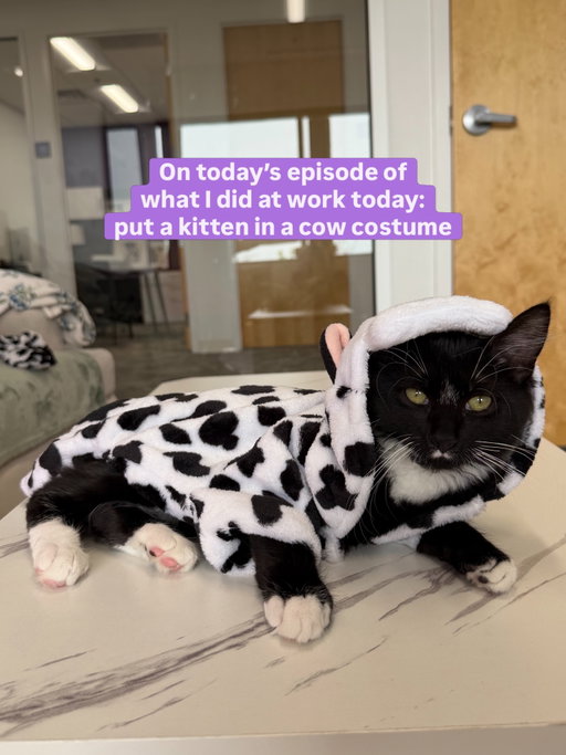 Yesterday he was Pascal, today he is PasCOW 🐮 #cowappreciationday