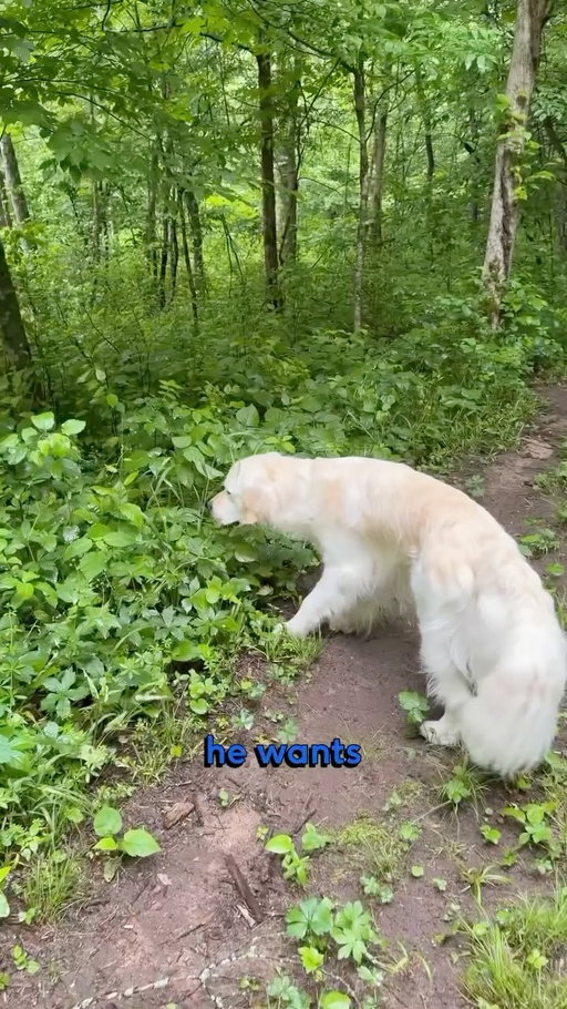 3 ways to tire out your dog 🐶

#dogreels #dogsofinstagram #goldenretriever