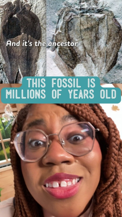 Your salsa verde is ANCIENT. ⁠
⁠
⁠
All 15 episodes of Crash Course Botany are available now on our channel! (Link in bio)⁠
⁠
⁠
#tomatillo #tomato #fossil #botany #plants #blackforager #crashcourse