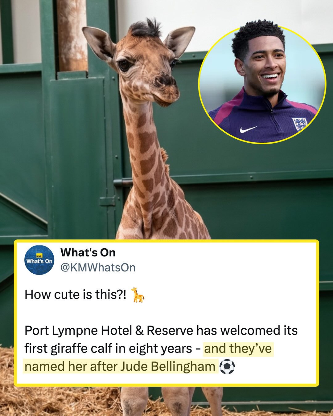 HEY JUDE (THE GIRAFFE) 🦒

A safari park in Kent, England, has named its newborn Nubian giraffe after England star Jude Bellingham. The giraffe is the first newborn they’ve had at the park in eight years and was reportedly named after Bellingham due to the timing of its birth coinciding with England’s win over Norway at the World Cup 🏴󠁧󠁢󠁥󠁮󠁧󠁿