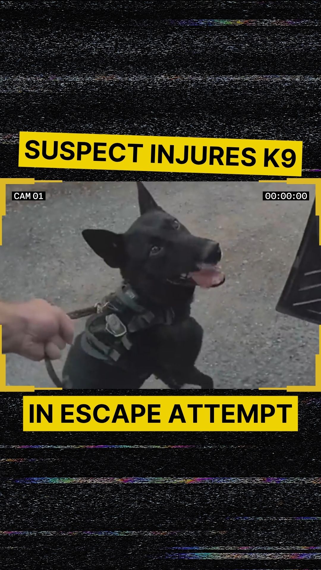 “I THOUGHT MY DOG WAS DEAD RIGHT THEN.”
 
A police sergeant was terrified when a suspect drove off with his K9 still attached to him.
 
On June 29 in Oklahoma City, Oklahoma, Sgt. Michael Moore and his K9, Dash, responded to reports of a stolen box truck. Moore pulled over the suspect, Jose Balderas, and attempted to place him under arrest. After the suspect refused to comply with Moore’s orders, Balderas allegedly tried to climb back into the truck and drive away. Moore then deployed Dash, who bit Balderas, but was then dragged away as Balderas drove off. Body camera footage shows Dash being dragged as the truck reached speeds of nearly 40 miles an hour.
 
Moore chased after the truck, expecting the worst, but found Dash still fighting. Dash suffered minor injuries, including scraped paws and worn-down nails. After about a week and a half of recovery, he returned to duty.
 
Balderas was eventually arrested and charged with unauthorized use of a vehicle after a felony conviction, mistreating a police dog in the commission of a crime, eluding a police officer, and interfering with an officer.

#CrimeNews #PoliceK9 #Oklahoma