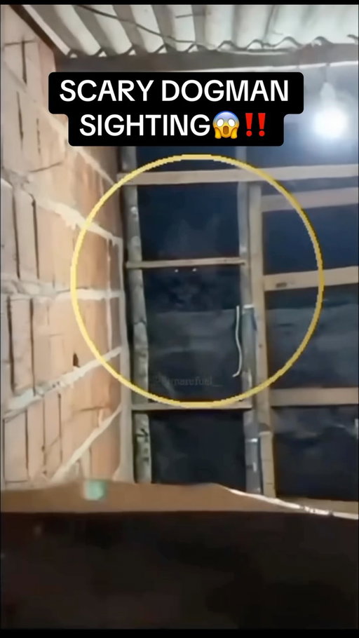 DOGMAN CAUGHT ON CAMERA #CAUGHTONCAMERA #SCARYVIDEOS #CRYPTID #SCARYFACTS #DOGMAN