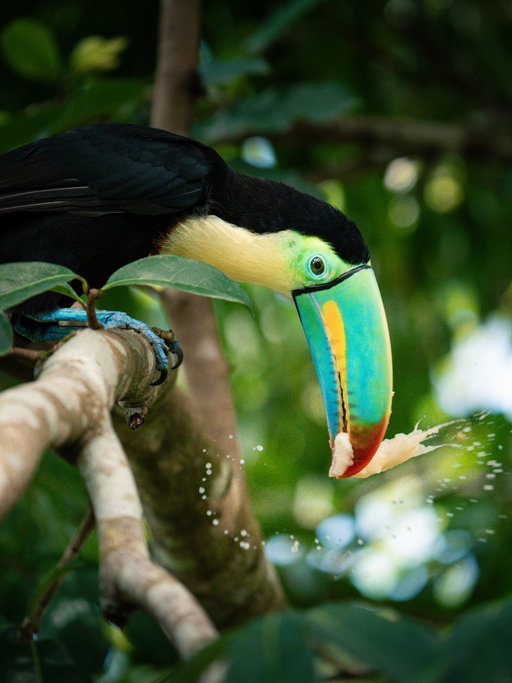 This keel-billed toucan in Costa Rica has been quite the national phenomenon recently. Keel-billed toucans typically have rainbow beaks, but because of a potential nutrient deficiency, this toucan has more of a blue shaded beak.

We were seeing this toucan all over the news while we were in Costa Rica, so of course we went and found a local wildlife photographer on Instagram that was able to take us to the area that this toucan typically hangs out.

We spent a few hours following him around from tree to tree and he was so beautiful to observe 🥹 definitely a one of a kind experience!

📸 my husband @daniels.captures 

#toucan #keelbilledtoucan #costarica #birdphotography #birdphotographer