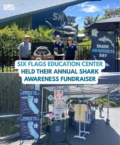 The wonderful team from the Six Flags Education Center held their annual shark awareness event & fundraiser, with the funds generously offered to Shark Allies. We appreciate it so much!!

The team created a “Sharks of California” poster for guests to learn about shark species that can be found off the CA coast to raise awareness of the great diversity. Most people know about leopard sharks and great whites, but there are many more species in California waters. They also turned this concept into a shirt design, which was so popular with visitors that it sold out early in the day. They also created a “Shark Senses” and “Chondrichthyes Vs. Osteichthyes” interactive display. 

They logged over 4000 interactions with our tables/activities, and we had a lot of guests eager to learn more about sharks! 

Congratulations to the team!
