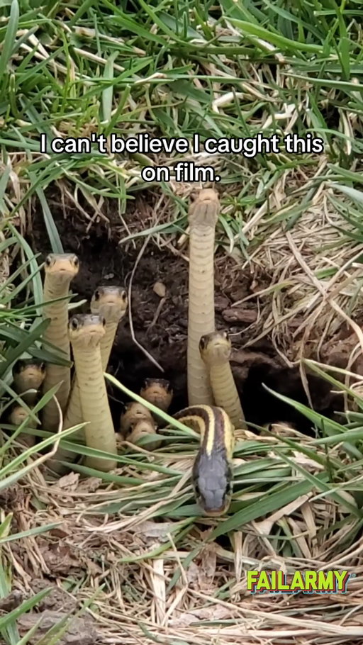 Do you think they still talk about me? 🐍🐍🐍🐍
#snakes #worldsnakeday #dating #breakup #failarmy