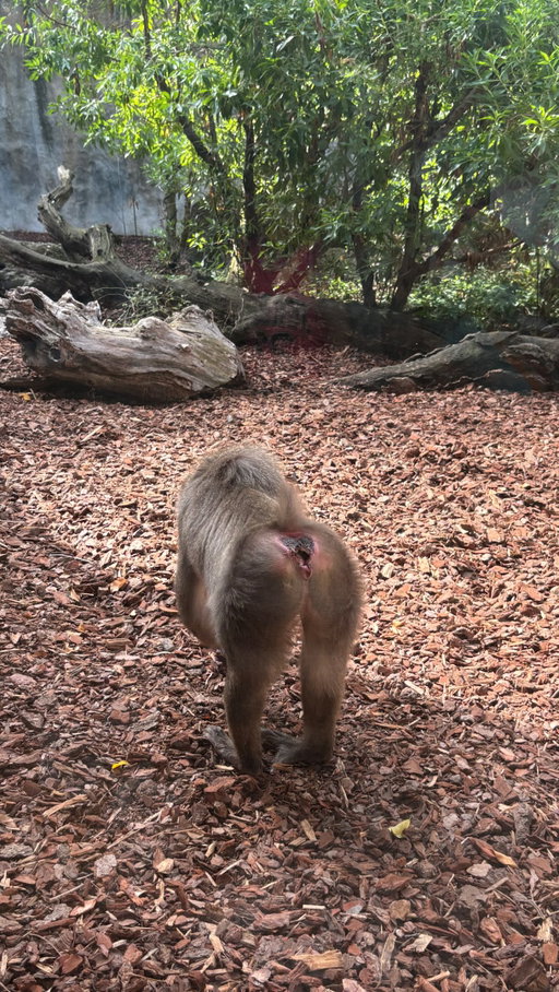 Tel que promis : le zoo de Valence !