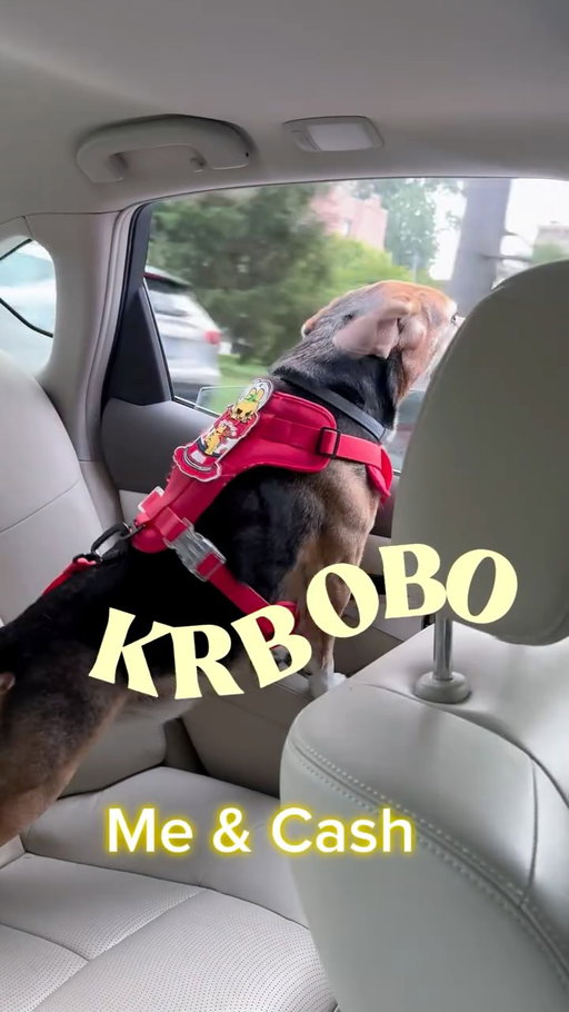 Have you heard of KRBOBO? 🐶🐾 We recently started using their walk kit, and it’s quickly become one of our favorite everyday essentials. Comfortable, stylish, and perfect for all our little adventures together. 🤍✨ #KRBOBO #DogLover #WalkInStyle @krbobo_official