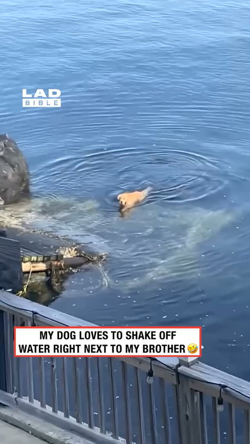 Rage baited by a dog is crazy 😂⁠
⁠
🎥: Collab⁠
⁠
#animals #dogs #ladbible